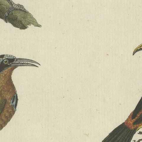Antique Print of Various Birds Including the Aracari Toucan, close-up 5