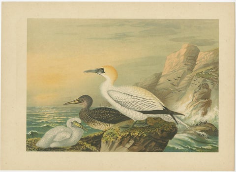 Lithographs of European Seabirds, Gulls, Terns, Skuas, Geese and Gannets, 1890, view 8