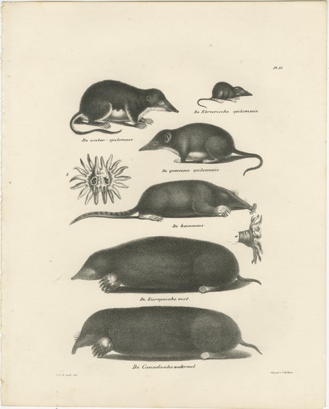 Moles, Shrews, and Burrowing Mammals from 'The Mammals' Natural History, 1836, view 2