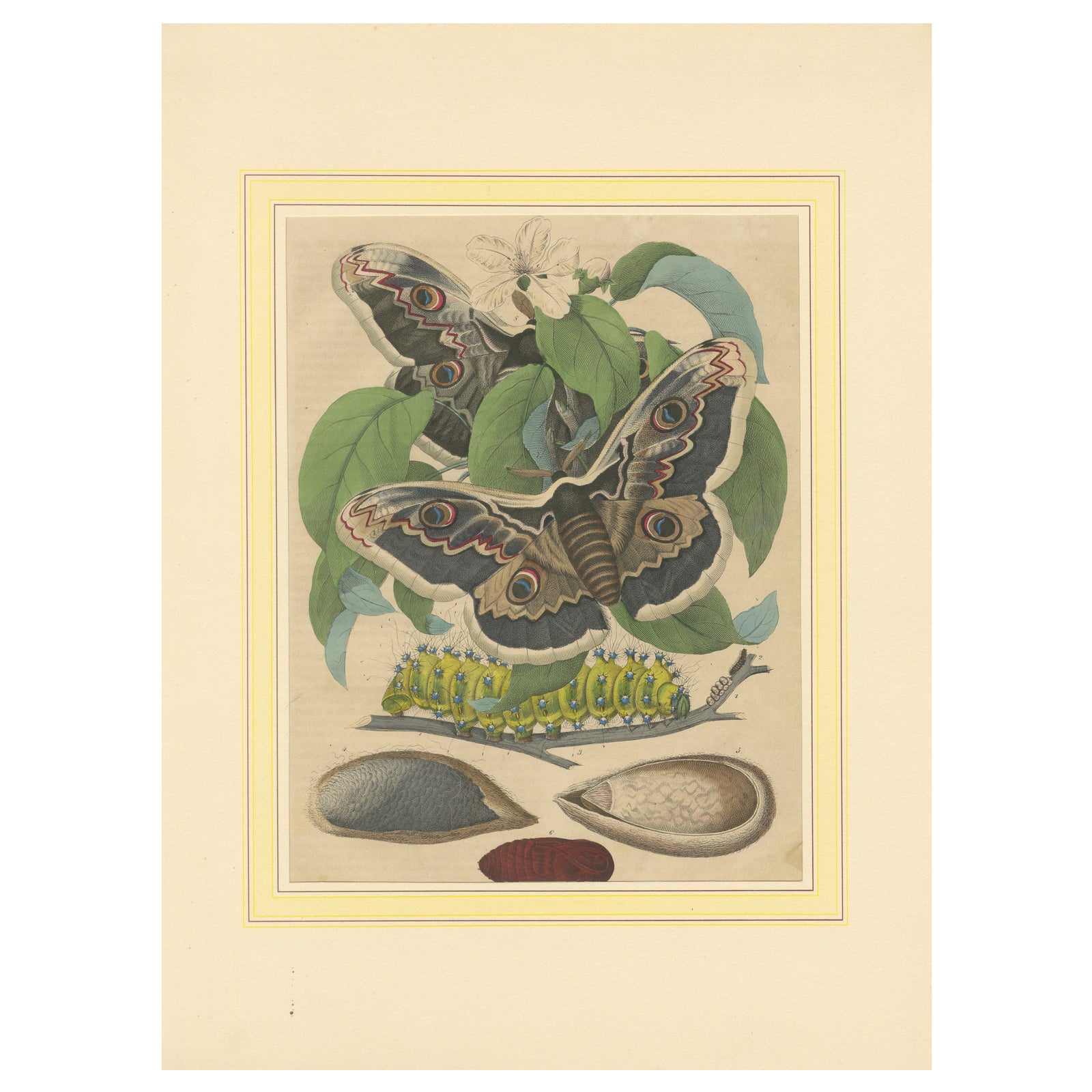 19th-Century Hand-Colored Lithograph of Giant Moths and Silkworm Life Cycle