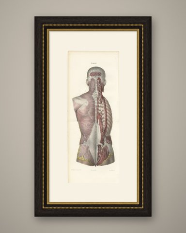 Nerves of the Whole Back, Hirschfeld Double Folding Plate, 1866, shown framed