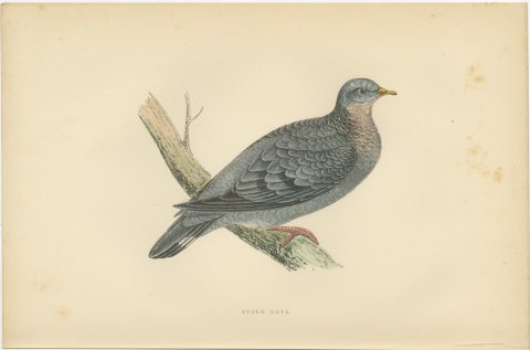 Stock Dove Perched on a Forked Bough, Antique Bird Print, Morris, 1896, view 2