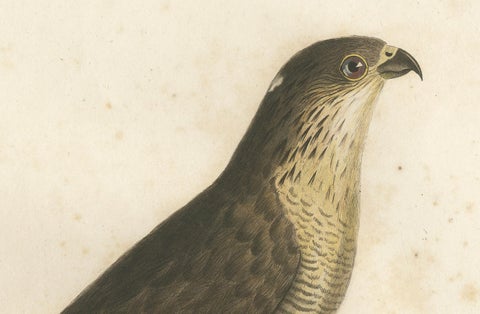 1807 Sharp-Shinned Hawk Illustration - 'L'Epervier rayé' Antique and Handcolored, close-up 1