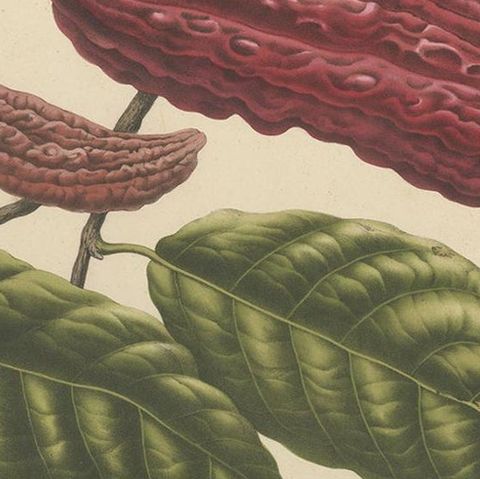 Theobroma Cacao, Cocoa Tree Botanical Lithograph c.1863, close-up 2