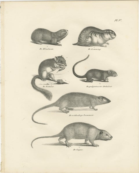 19th-Century Engravings of Rodents and Small Mammals by Dutch Naturalists, view 2