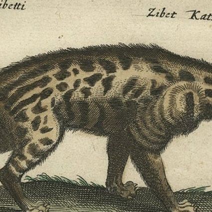 Antique Print of Domestic and Wild Cat Species, incl The Civet, 1657, close-up 3