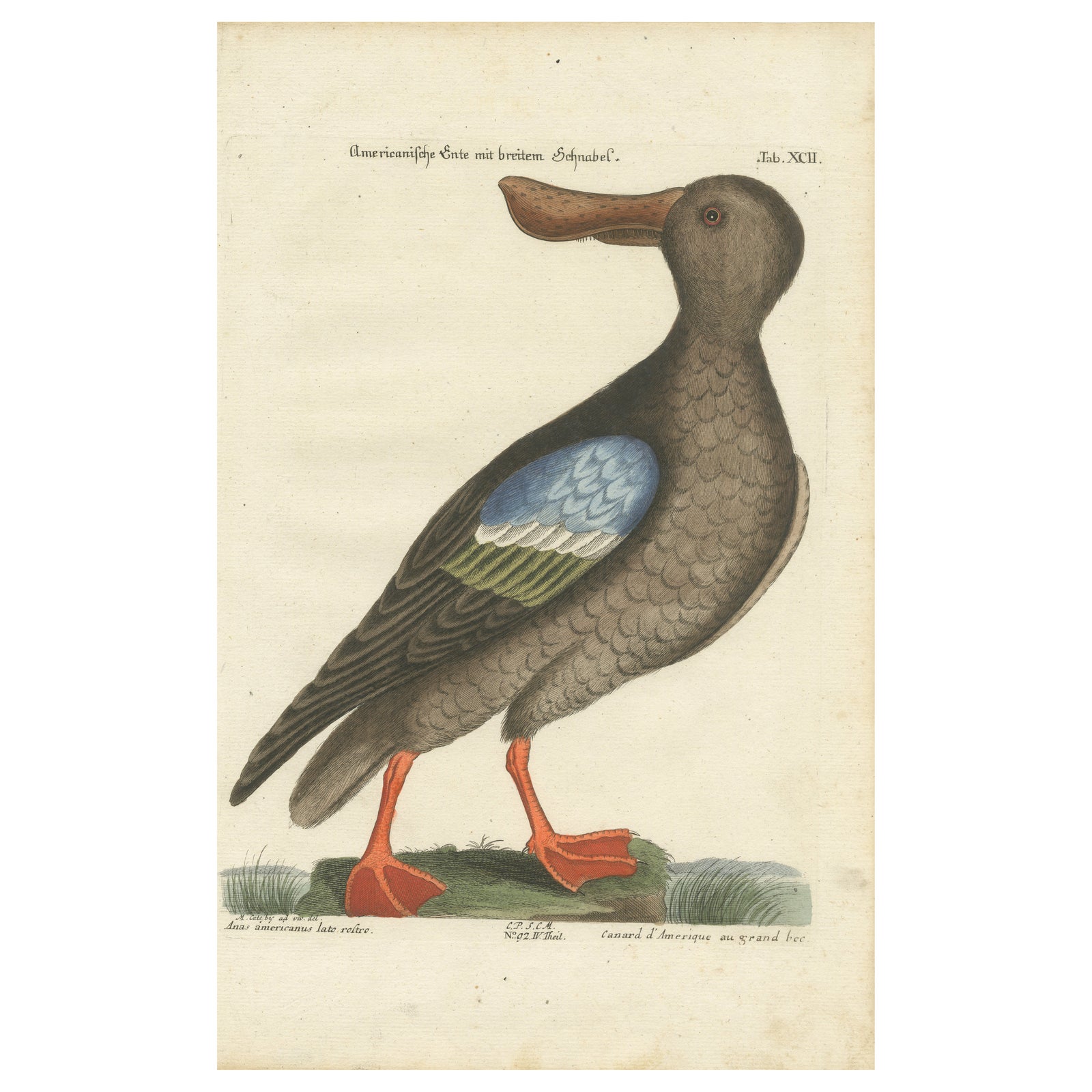 Hand-Colored Engraving of the American Duck with Broad Bill by Seligmann, c.1770