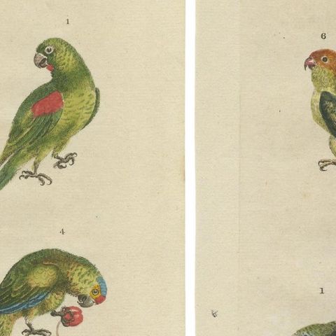 Set of 2 Hand Colored Antique Bird Prints of Parakeet Species, c.1785, close-up 2