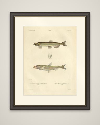 Capelin & Smelt, Antique Ichthyology Print, Greenland, Gaimard Voyage 1842, shown framed
