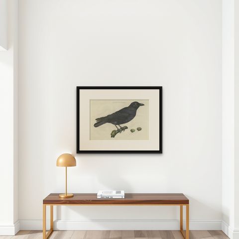 Carrion Crow with Eggs, Hand-Coloured Engraving from Nozeman, 1797, shown framed on a wall