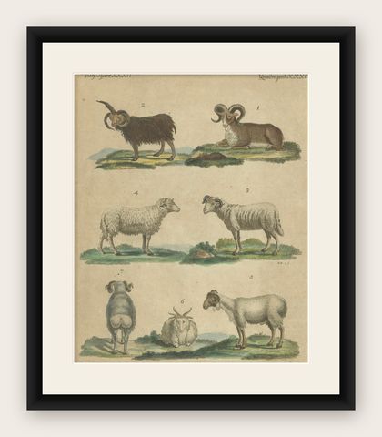 Antique Handcolored Engraving of Sheep and Rams, c.1800, shown framed