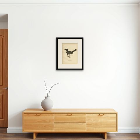 Antique Nicely Colored Bird Print of the Ring Ouzel, 1927, shown framed on a wall