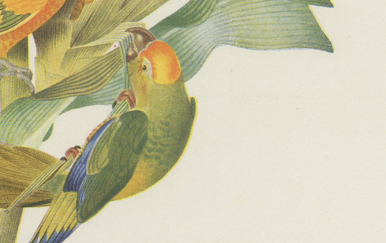 Conures and Parakeets, Brazilian Bird Print, Descourtilz, 1944, view 5