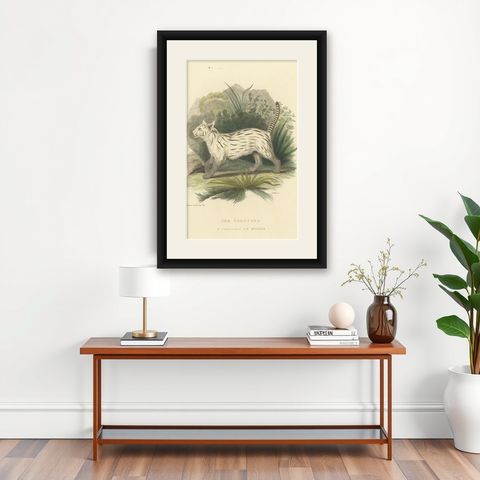 Antique Print with Hand Coloring of a Pampas Cat, shown framed on a wall