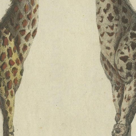Antique Handcolored Engraving of Giraffes, c.1800, close-up 5