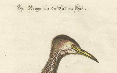Hand-Colored Engraving of the Hudson Bay Heron by Johann Michael Seligmann, 1770, close-up 2