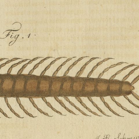 Centipede, Dung Beetle and Ant Lion, Antique Bertuch Print, circa 1805, close-up 4