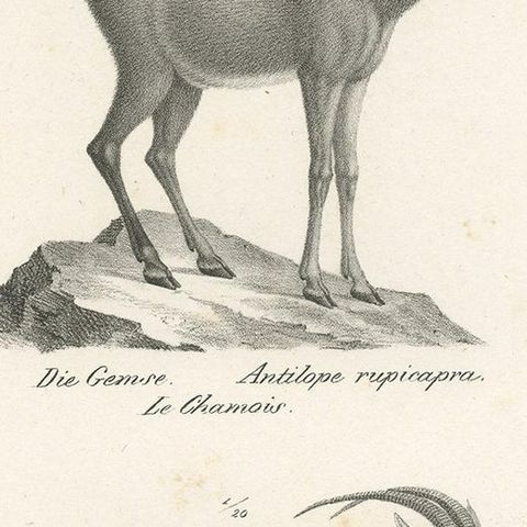 Antique Print of Antelopes by Schinz 'c.1830', close-up 2