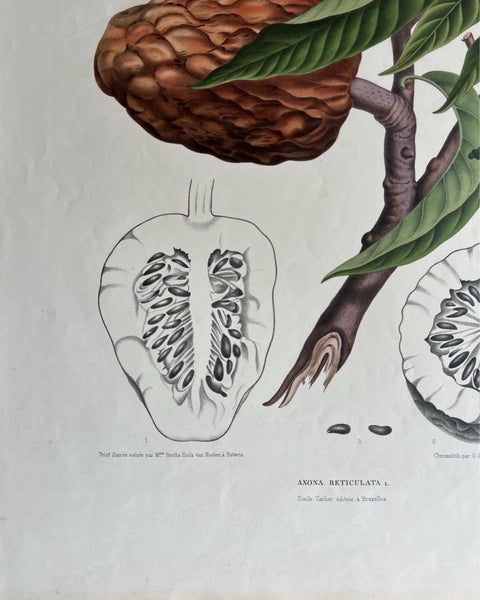 Annona Reticulata, Custard Apple Botanical Lithograph c.1864, view 5
