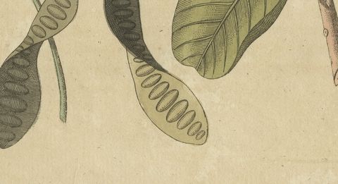 Cashew Apple and Nut with Acacia, Antique Bertuch Print, circa 1805, close-up 2