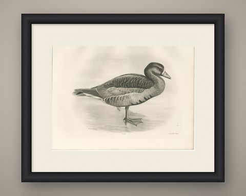 Grey Goose, Antique Bird Print after Lilian Medland, circa 1909, shown framed