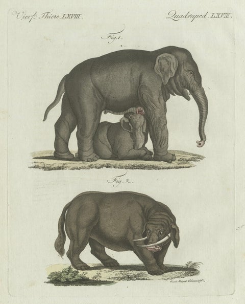 Original Antique Print of Elephant and Mysterious Sukotyro by Bertuch, c. 1800, close-up 1
