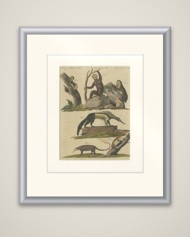 Antique Monkeys & South American Anteaters Engraving, Bertuch, c.1800, shown framed