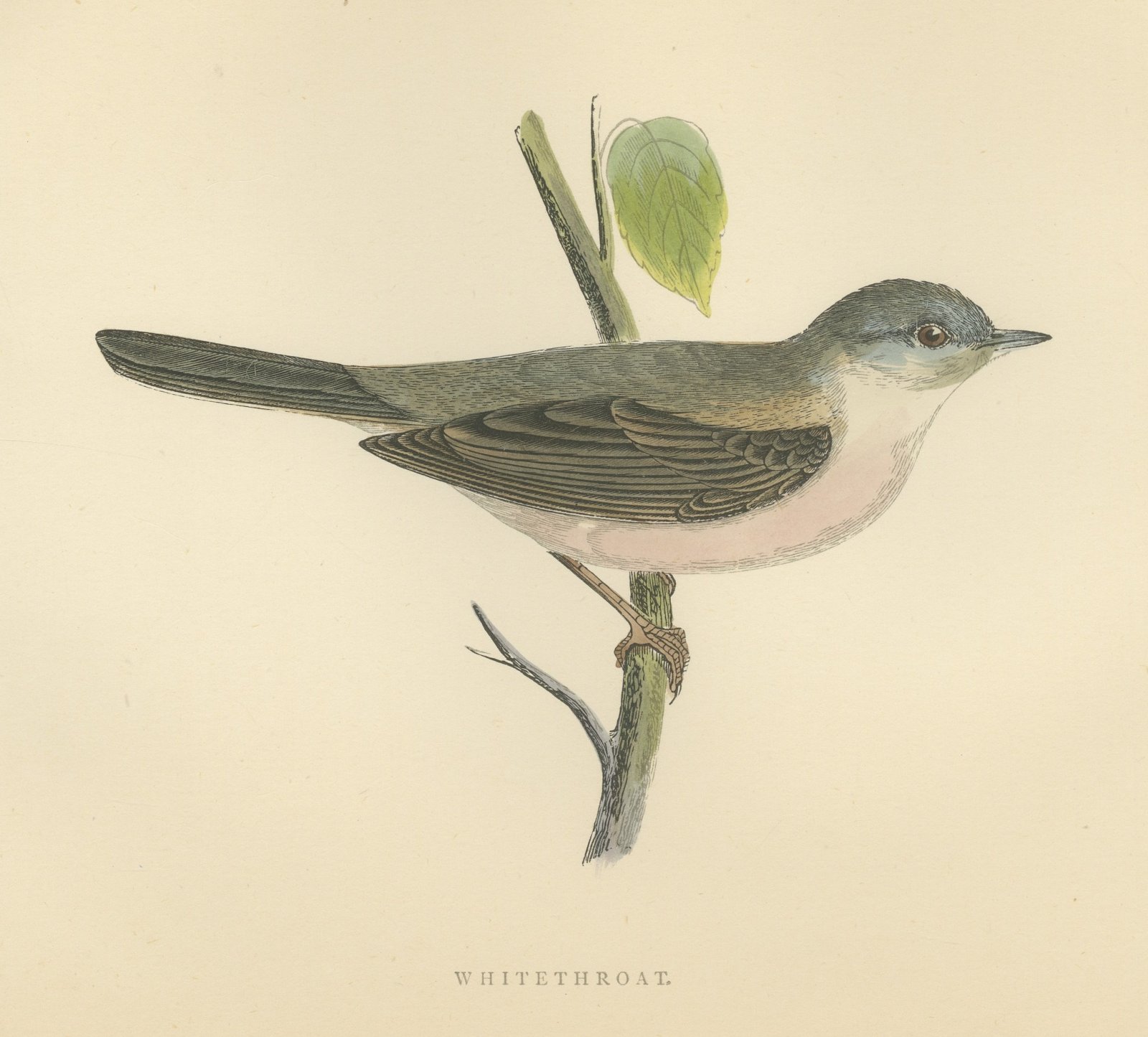 Whitethroat on a Green Stem, Hand Colored Bird Engraving by Morris, 1896