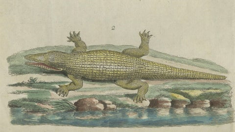 Antique Handcolored Engraving of Nile and Marsh Crocodiles, c.1800, close-up 2