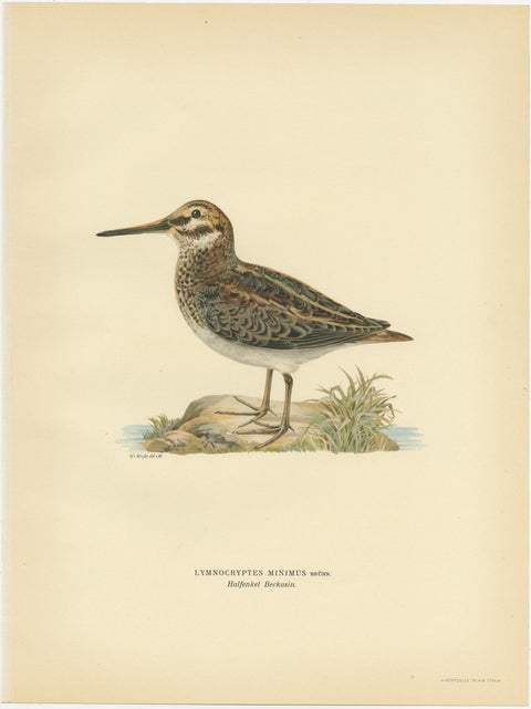 Antique Bird Print of the Jack Snipe by Von Wright, 1929, view 3
