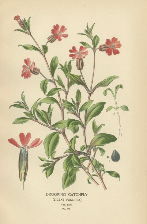 Victorian Botanical Elegance: A Triptych of Edward Step's Floral Masterpiece, close-up 2