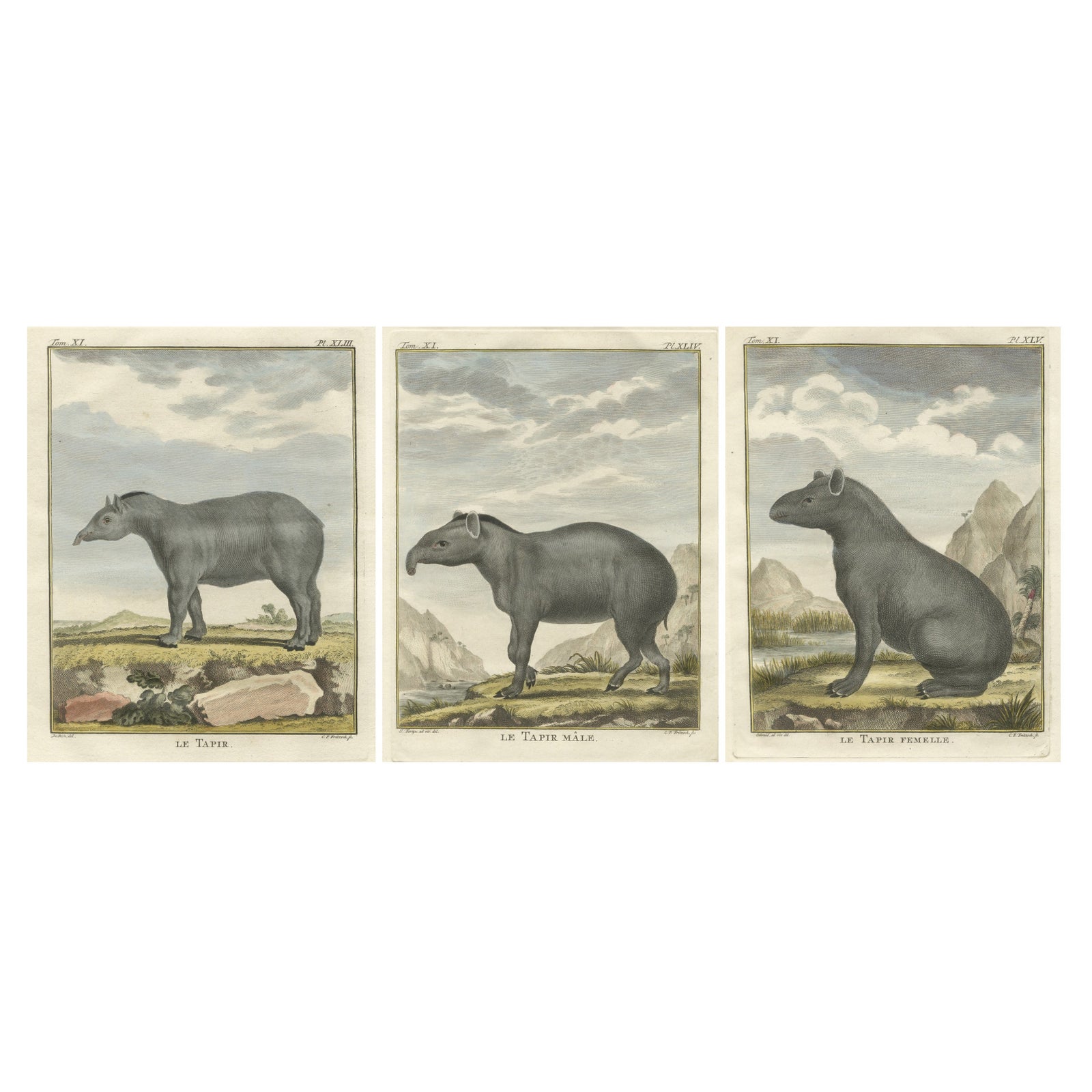 Rare 1769 Tapir Trio, Original Hand-Coloured Buffon Engravings