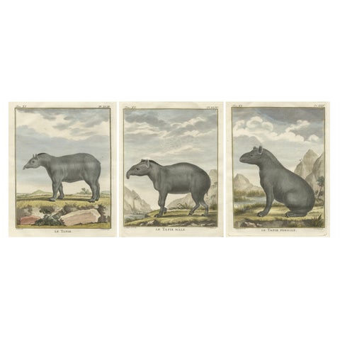 Rare 1769 Tapir Trio, Original Hand-Coloured Buffon Engravings