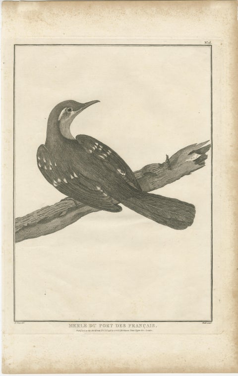 California Birds, Northern California Honeyeater & Port Français Thrush, c.1798, view 3