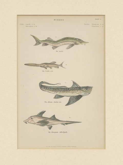 Pl. 15 Antique Print of Various Fishes by Richardson, circa 1860, view 3