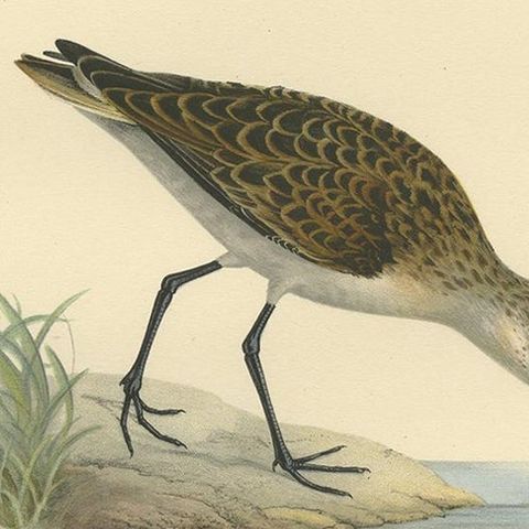Antique Bird Print of the Little Stint by Von Wright, 1929, close-up 2