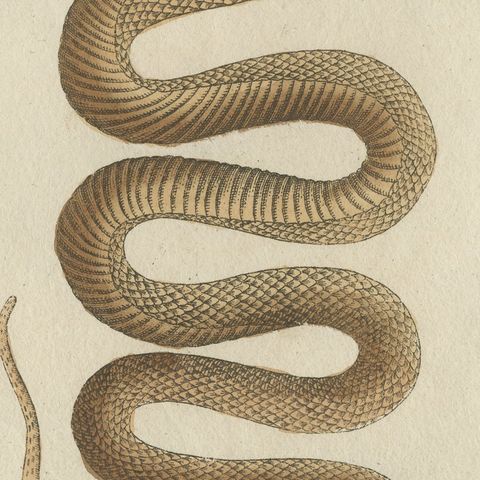 Black Snake with Hummingbird, Antique Bertuch Print, Vienna, circa 1805, close-up 1