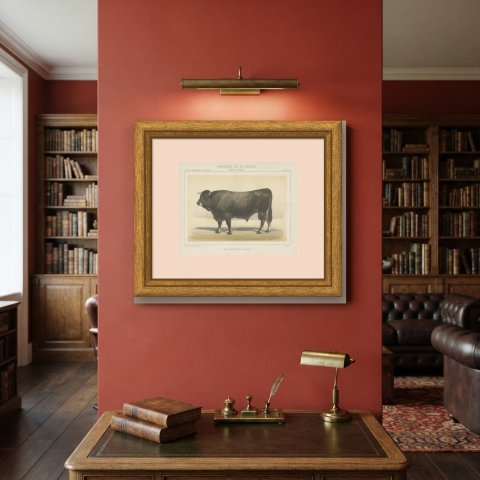 Gascon Bull, French Cattle Chromolithograph from Animaux de la Ferme, 1863, shown framed on a wall