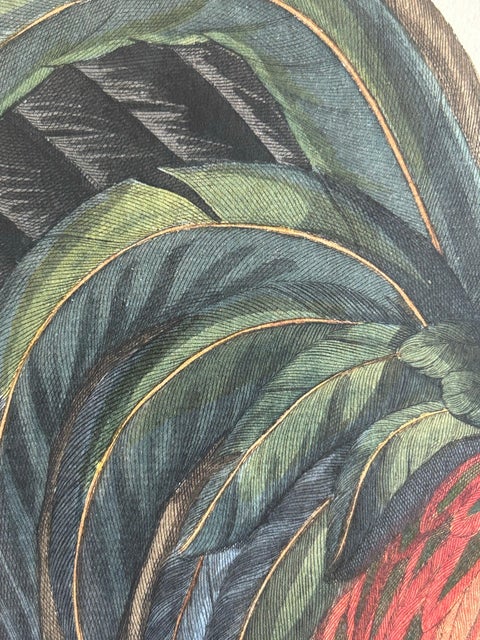 Rooster, Gallus Domesticus Mas, Antique Poultry Print by Sepp & Nozeman c.1829, view 6