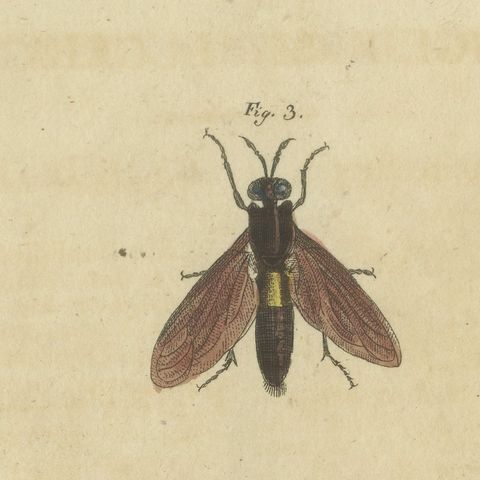 Eleven Flies and Hover Flies, Antique Bertuch Print, circa 1815, close-up 5