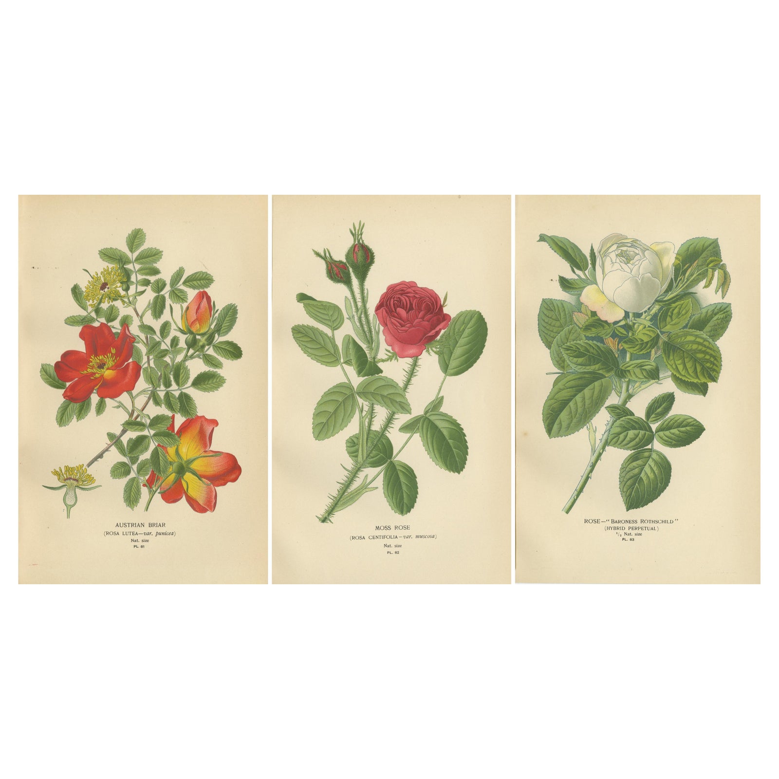 Antique Botanical Rose Prints: Austrian Briar, Moss Rose & Baroness Rothschild