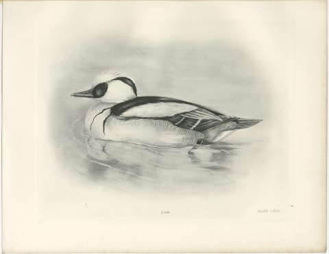 Smew Drake Swimming, Plate CXCIV after Lilian Medland, c. 1909, view 2