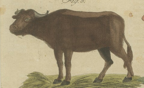 Antique Yak, Indian Cattle, Buffalo & Musk Ox Engraving, Bertuch, 1796, close-up 3