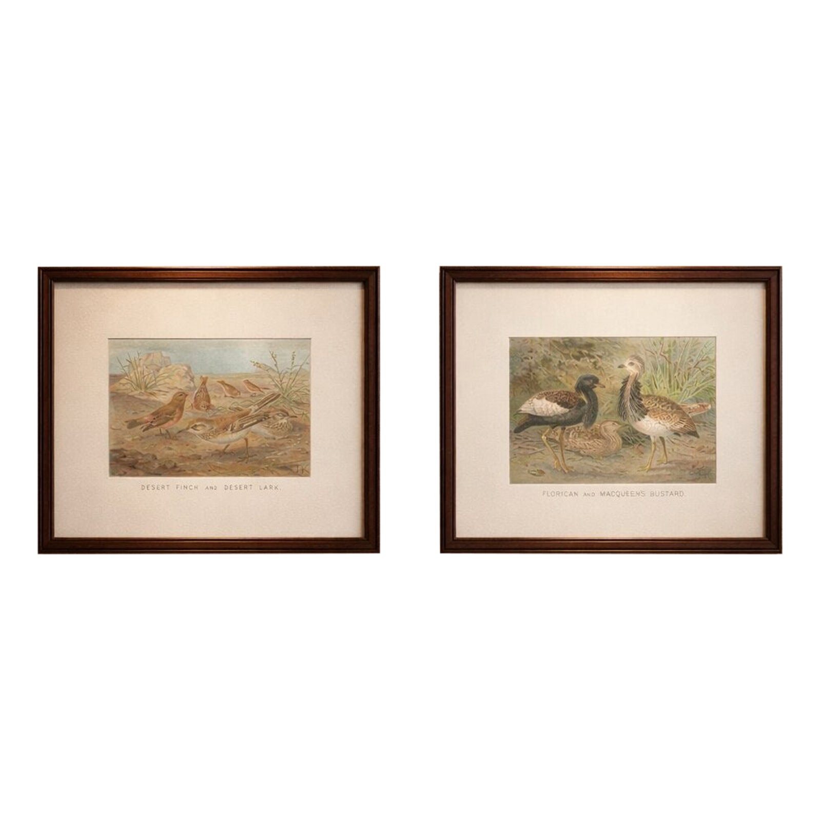 Antique Bird Prints Set of 2, Desert Species, Victorian Chromolithographs, 1895