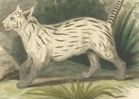 Antique Print with Hand Coloring of a Pampas Cat, close-up 3