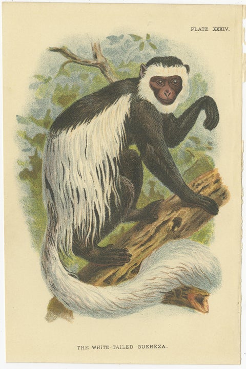 Set of 2 Antique Prints of Guereza Monkey species by Lloyd, circa 1894, view 2