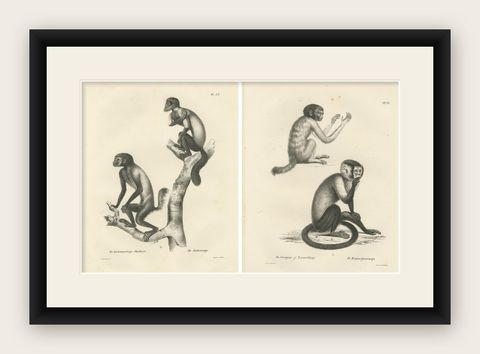 Oeakari, Sodenaap, Cacajao & Capuchin Monkeys, Lithographs by C.C. Last, 1836, shown framed