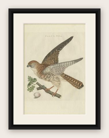 Antique Bird Print of the Eurasian Sparrowhawk by Sepp & Nozeman, 1797, shown framed