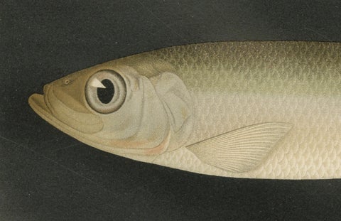 Scandinavian Fish Lithograph: Herring, Sprat, Müller’s Pearlside and Pike, 1895, close-up 1
