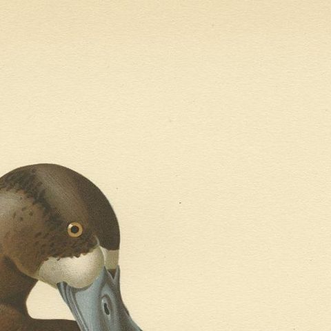 Antique Bird Print of the Male Greater Scaup by Von Wright, 1929, close-up 1